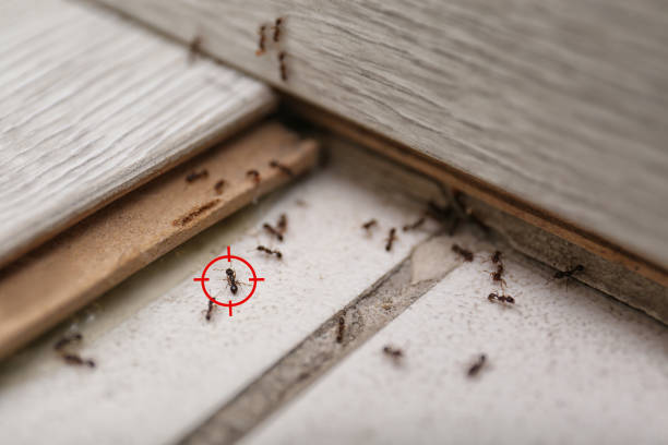 Best Ant Control Services  in Tustin, CA